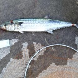 サゴシ狙いが⁉